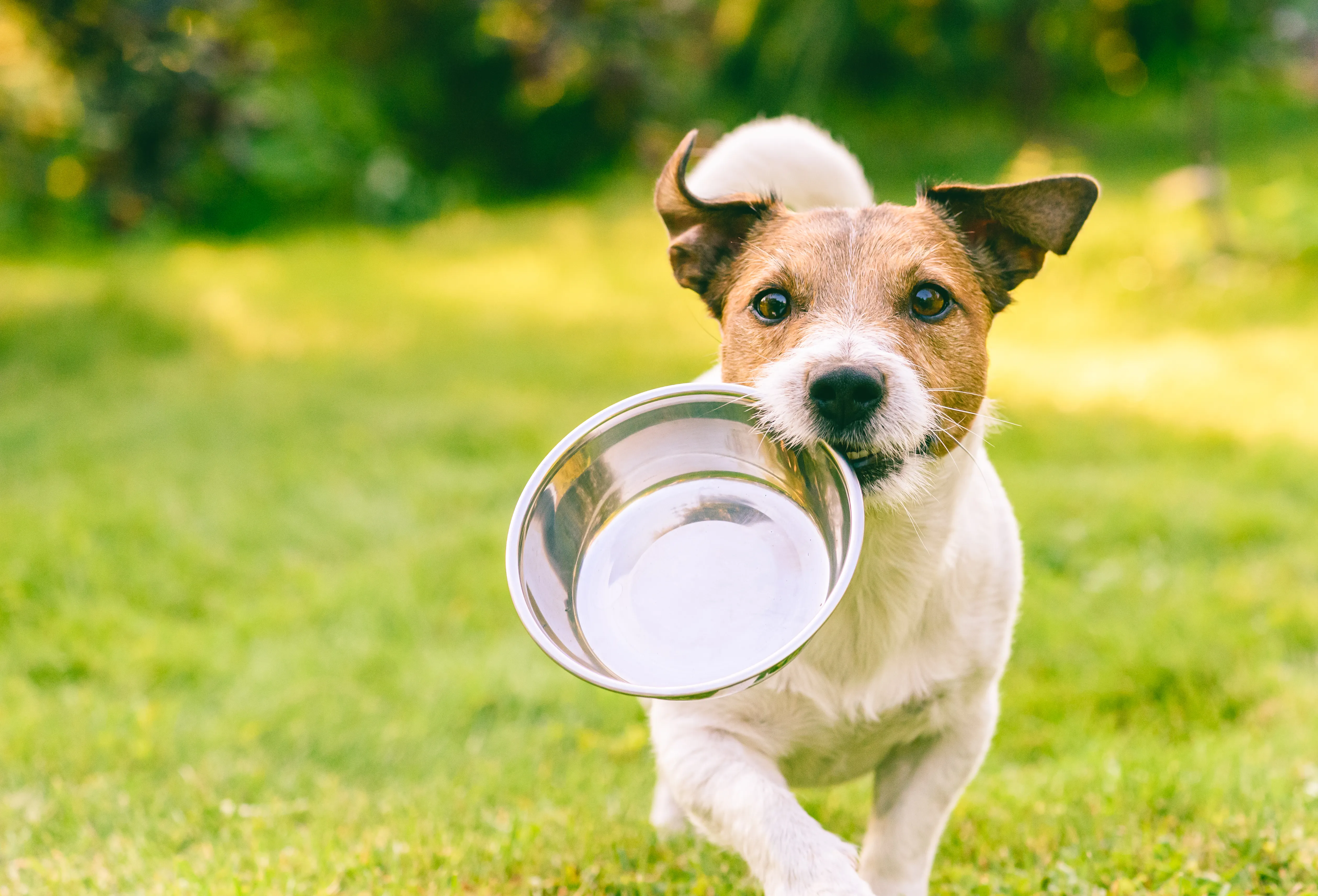 Hund trägt einen Napf – Napfklar Hundeernährungsberatung